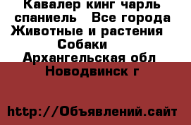Кавалер кинг чарль спаниель - Все города Животные и растения » Собаки   . Архангельская обл.,Новодвинск г.